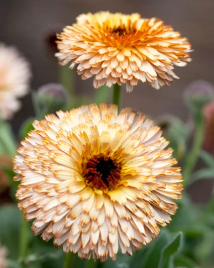 Calendula  officinalis 'Pygmy Buff', Pot Marigold Pygmy Buff, English Marigold Pygmy Buff, Apricot Calendula, Apricot Pot Marigold, Apricot Marigold