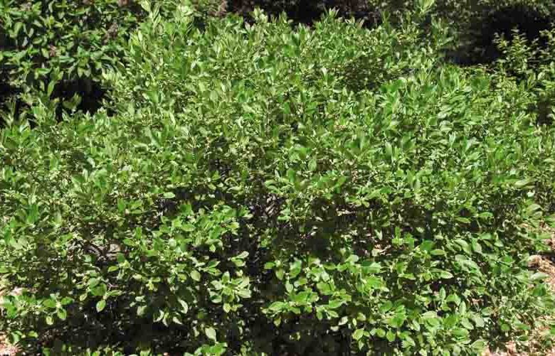 Ilex Verticillata 'Jim Dandy', Winterberry 'Jim Dandy', red berries, evergreen shrub, American winterberry, Aquifoliaceae, Berry, holly, Ilex, winter shrub