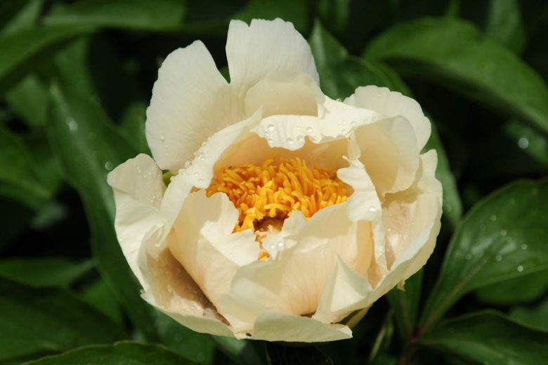Paeonia 'Claire de Lune', Peony 'Claire de Lune', 'Claire de Lune' Peony, Chinese Peony 'Claire de Lune', Common Garden Peony 'Claire de Lune', White Peonies, White flowers, Hybrid Peony
