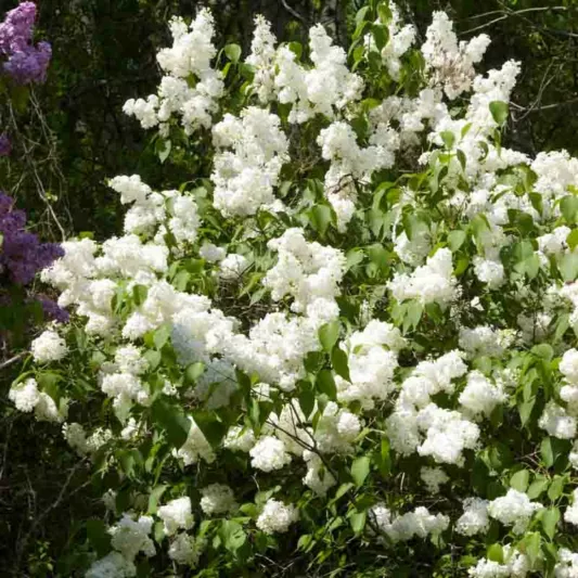Syringa x hyacinthiflora 'Mount Baker', Syringa 'Mount Baker', Early Flowering Lilac 'Mount Baker', Early Hybrid Lilac 'Mount Baker', White lilac, Fragrant Lilac, White Flowers, Fragrant Shrub, Fragrant Tree