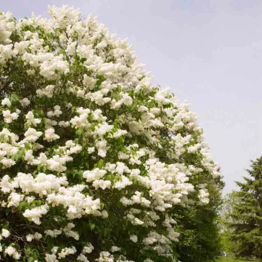 Syringa x hyacinthiflora 'Mount Baker', Syringa 'Mount Baker', Early Flowering Lilac 'Mount Baker', Early Hybrid Lilac 'Mount Baker', White lilac, Fragrant Lilac, White Flowers, Fragrant Shrub, Fragrant Tree