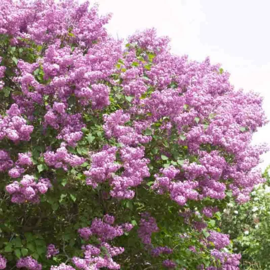 Syringa x hyacinthiflora 'Pocahontas', Syringa 'Pocahontas', Early Flowering Lilac 'Pocahontas', Early Hybrid Lilac 'Pocahontas', Purple lilac, Fragrant Lilac, Purple Flowers, Fragrant Shrub, Fragrant Tree