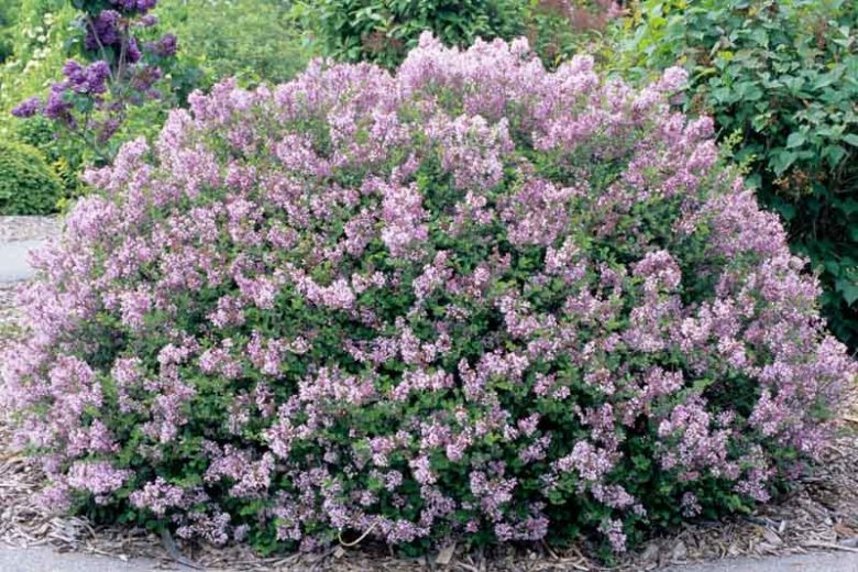 Syringa Meyeri 'Palibin', Lilac 'Palibin', Meyer Lilac 'Palibin', Dwarf Korean Lilac, Pink Lilac, Purple lilac