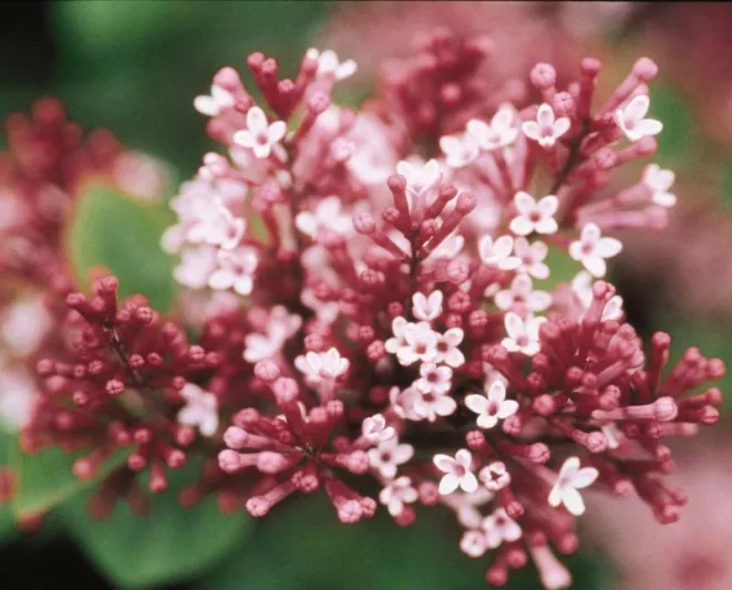 Syringa Tinkerbelle, Lilac Tinkerbelle®, Syringa 'Bailbelle', Pink Lilac, Purple lilac