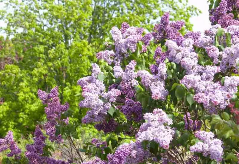 Syringa vulgaris 'Albert F. Holden',Syringa 'Albert F. Holden', Lilac 'Albert F. Holden', Purple lilac, Fragrant Lilac, Purpler Flowers, Fragrant Shrub, Fragrant Tree
