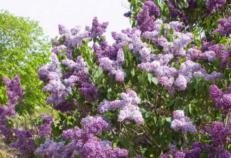 Syringa vulgaris 'Albert F. Holden',Syringa 'Albert F. Holden', Lilac 'Albert F. Holden', Purple lilac, Fragrant Lilac, Purpler Flowers, Fragrant Shrub, Fragrant Tree