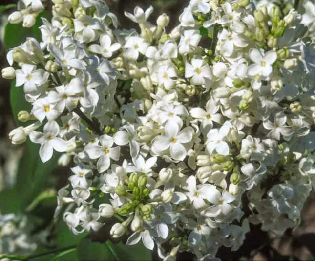 Syringa vulgaris 'Avalanche',Syringa 'Avalanche', Lilac 'Avalanche', White lilac, Fragrant Lilac, White Flowers, Fragrant Shrub, Fragrant Tree