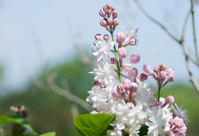Syringa vulgaris 'Beauty of Moscow',Syringa 'Beauty of Moscow', Lilac 'Beauty of Moscow', White lilac, Fragrant Lilac, White Flowers, Fragrant Shrub, Fragrant Tree