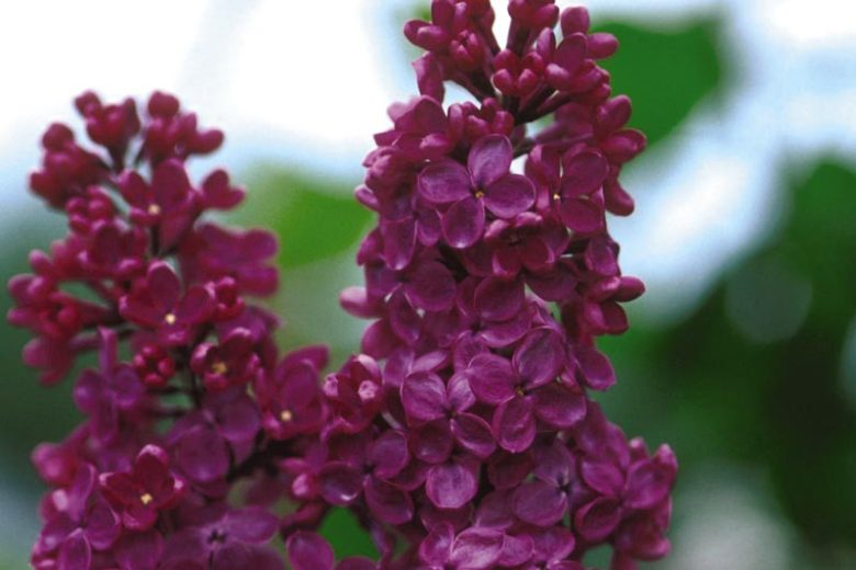 Syringa vulgaris 'Andenken an Ludwig Spath',Syringa 'Andenken an Ludwig Spath', Lilac 'Andenken an Ludwig Spath', Purple lilac, Fragrant Lilac, Purple Flowers, Fragrant Shrub, Fragrant Tree