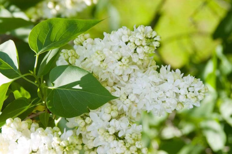 Syringa vulgaris 'Madame Lemoine',Syringa 'Madame Lemoine', Lilac 'Madame Lemoine', White lilac, Fragrant Lilac, White Flowers, Fragrant Shrub, Fragrant Tree