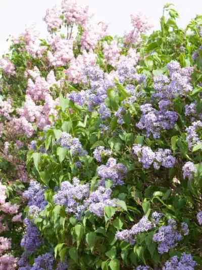 Syringa vulgaris 'Wedgewood Blue',Syringa 'Wedgewood Blue', Lilac 'Wedgewood Blue', blue lilac, Fragrant Lilac, blue Flowers, Fragrant Shrub, Fragrant Tree