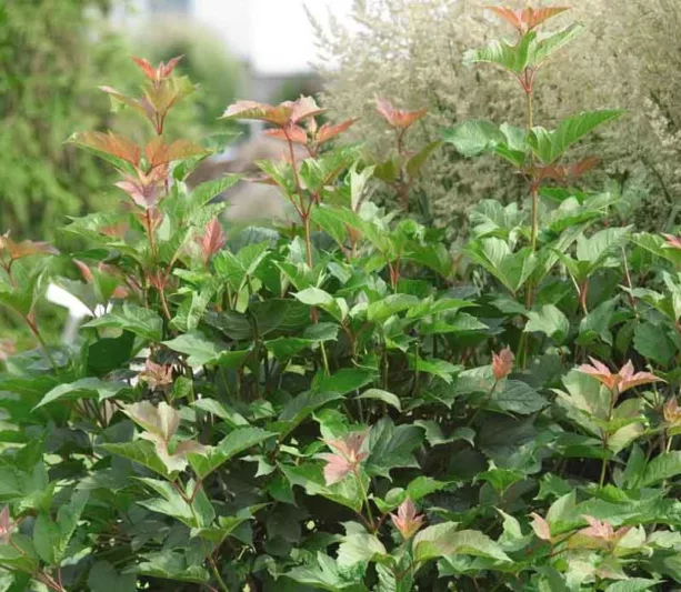 Viburnum Trilobum 'Redwing',American Cranberrybush 'Redwing', Vuburnum trilobum 'J. M. Select' Redwing, 'Redwing' American Cranberrybush, Shrub with fall color, fall color, shrub with berries