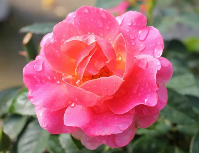 Rose Oso Easy Mango Salsa, Rosa Oso Easy Mango Salsa, Oso Easy Mango Salsa Rose, Shrub Roses, Rose bushes, Garden Roses, Rosa 'ChewperAdventure', Orange Roses, Orange Flowers, Groundcover Rose