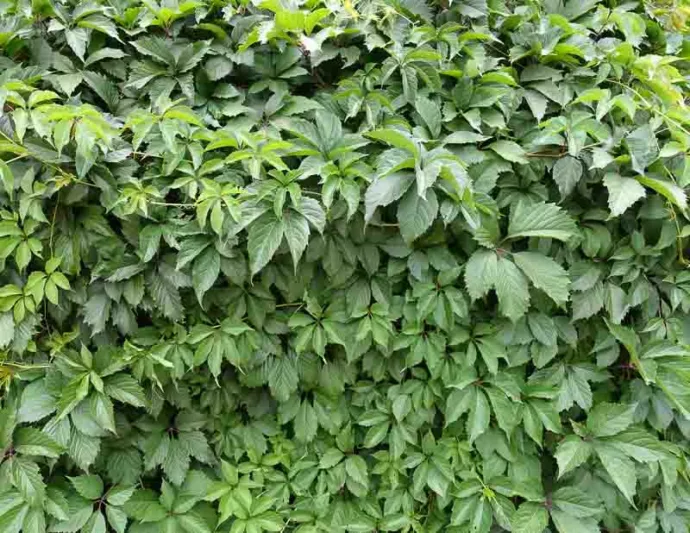 Parthenocissus quinquefolia, Virginia Creeper, American Ivy, American Woodbine, False Grape, Five-Leaved Ivy, Five-Leaves, True Virginia Creeper, Wild Wood Vine, Woodbine, Deciduous Vines, Red Vines