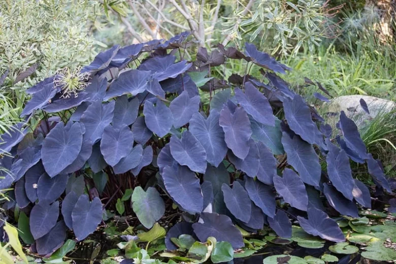 Colocasia esculenta 'Black Magic', Taro 'Black Magic', Elephant Ears 'Black Magic', dark leaves, evergreen perennial,