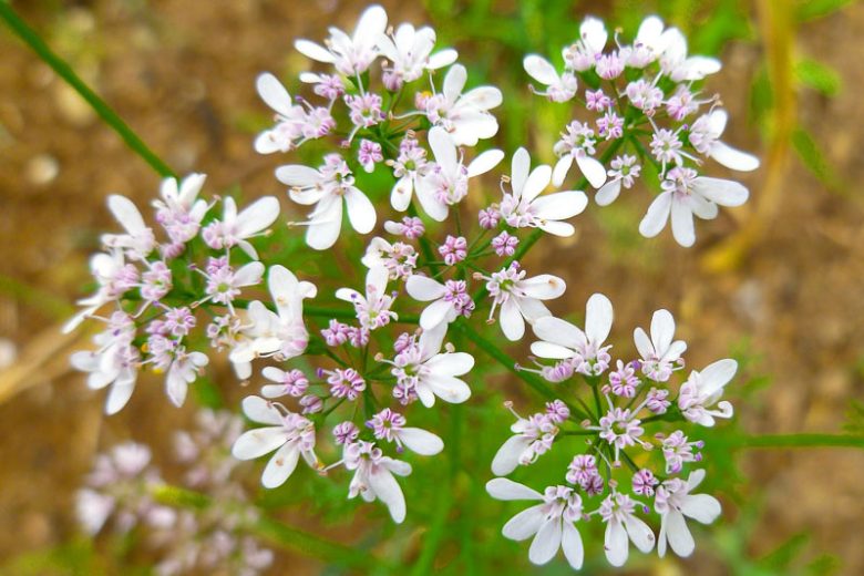 Coriandrum sativum, Coriander, Chinese Parsley, Cilantro, Companion Planting, Culinary Herb, Kitchen Garden