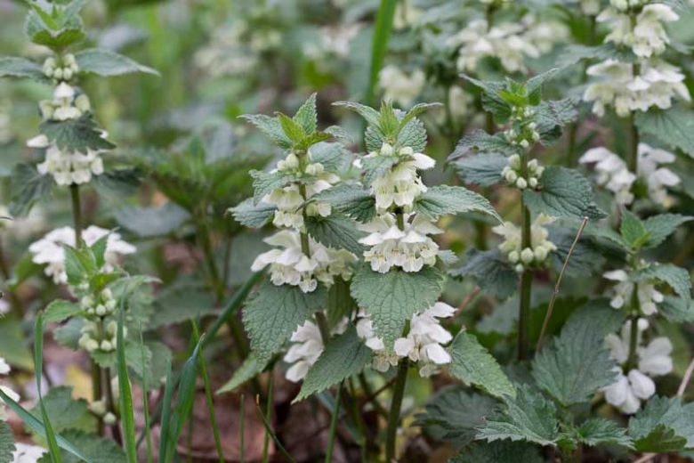 Lamium orvala 'Album', Balm-Leaved Red Deadnettle 'Album', Balm-Leaved Archangel 'Album', Balm-Leaved Deadnettle 'Album', Dragon Flower 'Album', Perennial for shade, Groundcovers