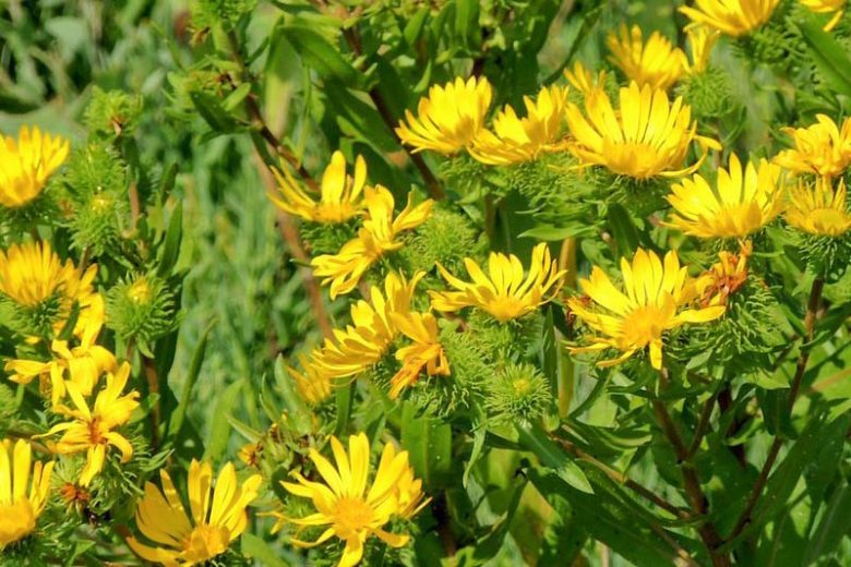 Grindelia integrifolia, Puget Sound Gumweed, Willamette Valley Gumweed, Entire-Leaved Gumweed, Gum Plant, Gum Weed, Resinweed, Yellow flowers