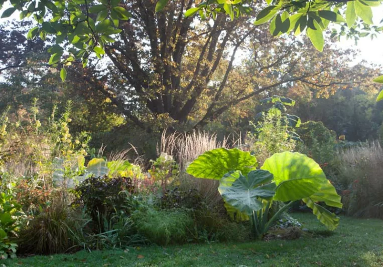 Colocasia gigantea 'Thailand Giant', Giant Elephant Ear, evergreen perennial,