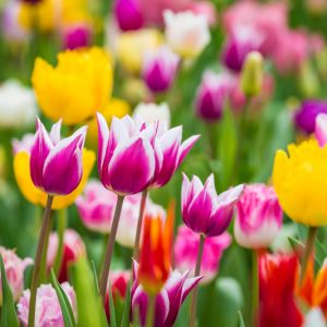 Tulip, Single Early Tulip, Single Late Tulip, Double Early Tulip, Double Late Tulip, Lily Tulip, Fringed Tulip, Greigii Tulip, Parrot Tulip, Spring Flowers