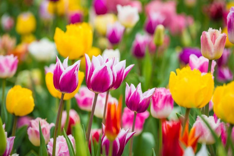Tulip, Single Early Tulip, Single Late Tulip, Double Early Tulip, Double Late Tulip, Lily Tulip, Fringed Tulip, Greigii Tulip, Parrot Tulip, Spring Flowers