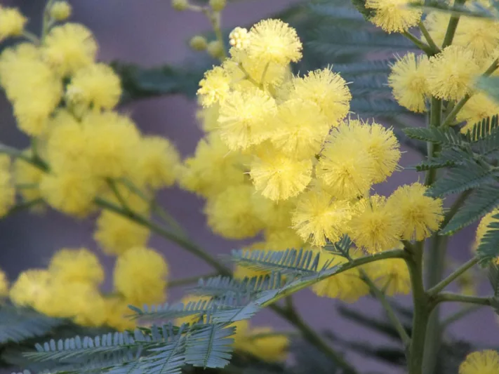 Acacia dealbata, Silver Wattle, Blue Wattle, Mimosa, Evergreen Tree, Evergreen Shrub, Yellow Flowers, Fragrant Shrub, Fragrant Tree