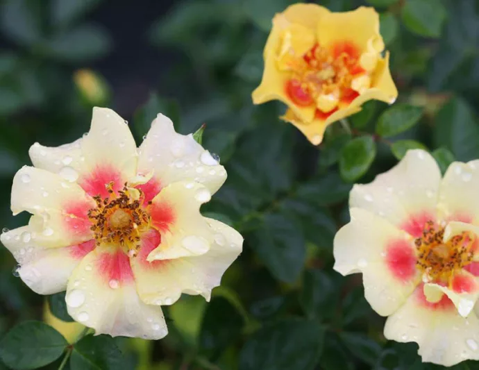 Rose Ringo®, Rosa Ringo®, Ringo® Rose, Shrub Roses, Rose bushes, Garden Roses, Rosa 'ChewBullseye', Pink Roses, Pink Flowers, Groundcover Rose, Yellow Roses, Yellow Flowers