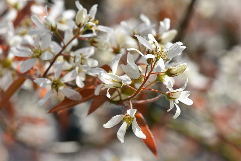 Amelanchier, Serviceberry, Alder-Leaved Serviceberry, Saskatoon Serviceberry, Western Serviceberry, Juneberry, Spring flowers, fall colors, berries