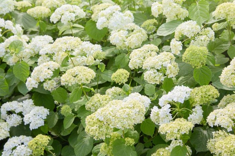 Hydrangea Arborescens Annabelle, Annabelle Hydrangea, Annabelle Smooth Hydrangea, Annabelle Wild Hydrangea, Smooth Hydrangea 'Annabelle', Wild Hydrangea 'Annabelle', Hydrangea 'Annabelle', White hydrangea, Hydrangea Bush