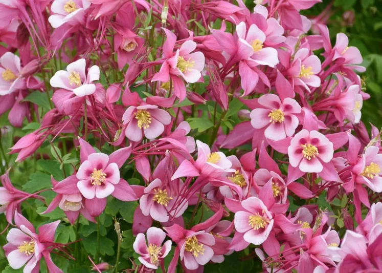 Aquilegia caerulea Kirigami Rose & Pink (Columbine), Columbine Kirigami Rose & Pink, Granny's Bonnet Kirigami Rose & Pink, Kirigami series, Pink Columbine, Pink Aquilegia, Bicolor Columbine,