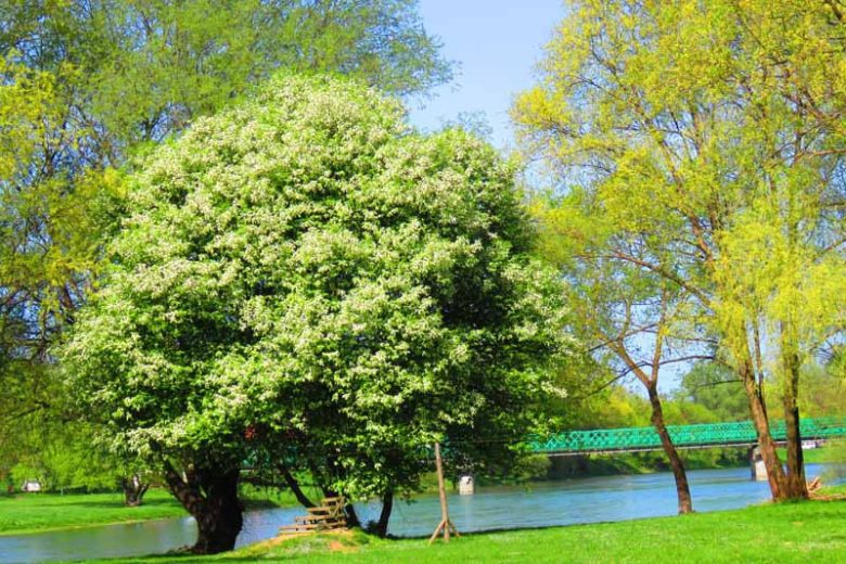 Prunus serotina, Black Cherry, Wild Black Cherry, Rum Cherry, Flowering Tree, White flowers, Red Berries