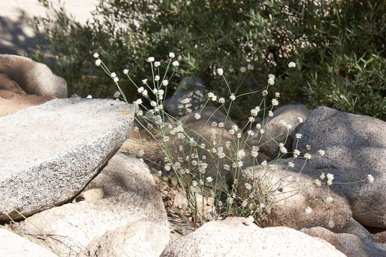 Eriogonum nudum,  Naked Buckwheat, Nude Buckwheat, Coast Buckwheat, Seaside Buckwheat, California Native Plants, Oregon Native Plants, California Native Perennials, Oregon Native Perennials