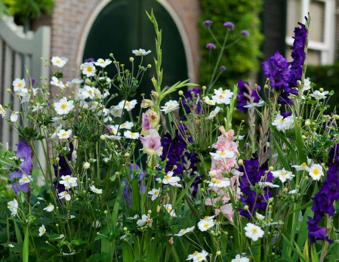 Sword Lily 'Purple Flora', Gladiolus 'Purple Flora', Gladiola Purple Flora, Gladiolus x Hortulanus 'Purple Flora', Purple Sword Lilies, Gladioli 'Purple Flora', Purple Sword Lily