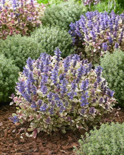 Ajuga tenorei Princess Nadia, Bugle Princess Nadia, Ajuga tenorei 'Piotrek01', Bugle 'Piotrek01', Tricolor Ajuga, Tricolor Bugle, Reblooming Ajuga, Reblooming Bugle