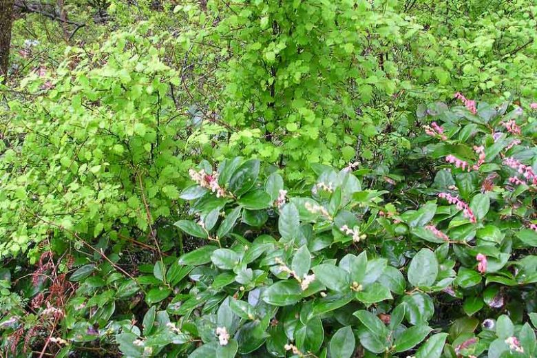Gaultheria shallon, Oregon Wintergreen, Salal, Shallon, Shallon Bush