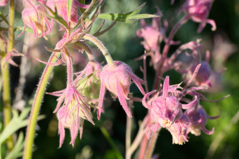 Geum Triflorum, Prairie Smoke, Grandfather's Beard, Lion's Beard, Old Man's Whiskers, Purple Avens, Torch Flower, Long-Plumed Purple Avens