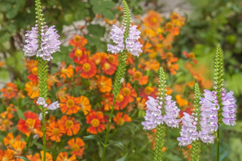 Physostegia virginiana, Fall Obedient Plant, False Dragonhead, Virginia Lions-Heart, Pink Perennials