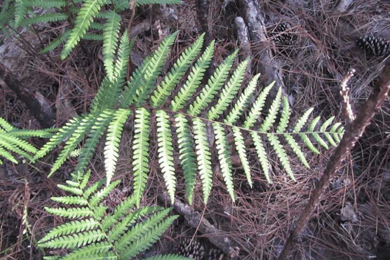 Woodwardia virginica, Virginia Chainfern, Virginia Chain Fern, Anchistea virginica, Evergreen fern, Shade plants, shade perennial, plants for shade, plants for wet soil