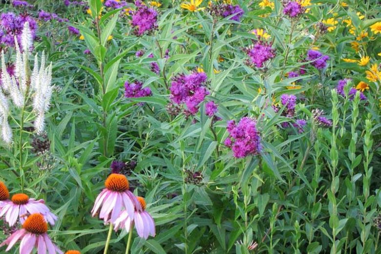 Vernonia fasciculata, Prairie Ironweed, Common Ironweed, Purple Flowers, Purple Perennials, Butterfly Plants, Pollinators Plants