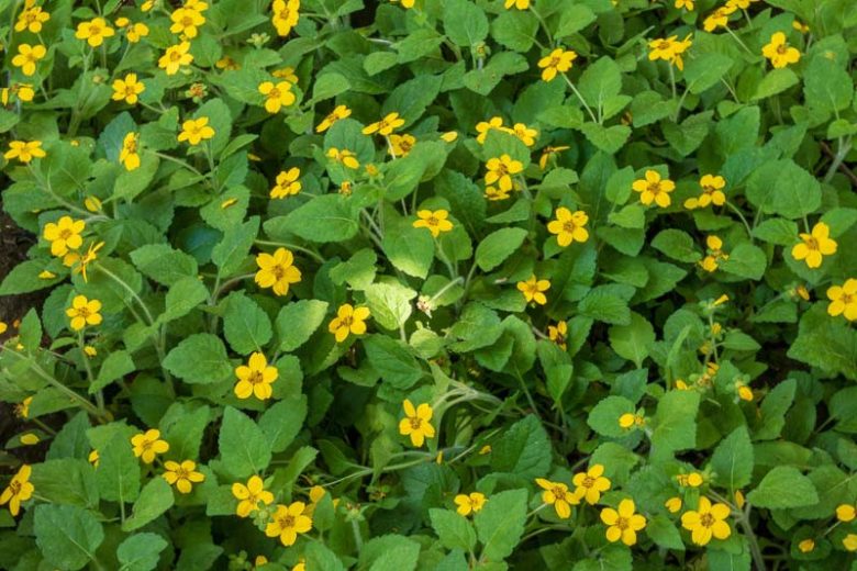 Chrysogonum virginianum, Green And Gold, Green-and-gold, Gold Star, Golden Knee, Shade Plant