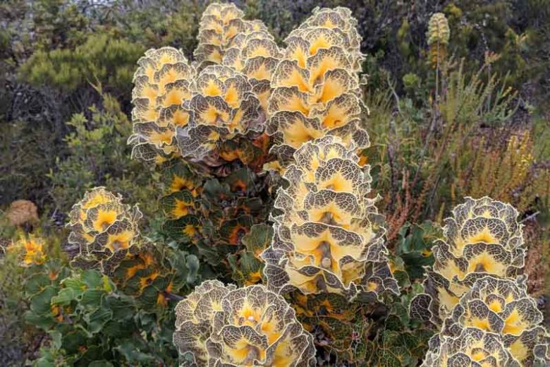 Hakea victoria, Royal Hakea