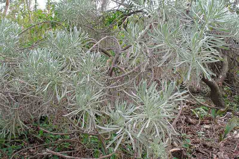Heliotropium gnaphalodes, Sea Lavender, Bay Lavender, Sea Rosemary, Beach Heliotrope, Argusia gnaphalodes, Mallotonia gnaphalodes, Tournefortia gnaphalodes