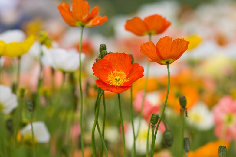 Papaver nudicaule, Iceland Poppy, Arctic Poppy, Icelandic Poppy, Yellow Arctic Poppy, Meconopsis nudicaulis, Poppies