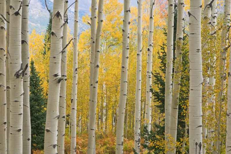 Populus tremuloides, American Aspen, Quaking Aspen, Golden Aspen, Trembling Aspen, Mountain Aspen, Aspen, Trembling Poplar, Alamo Blanco, Deciduous Tree, Fall Color