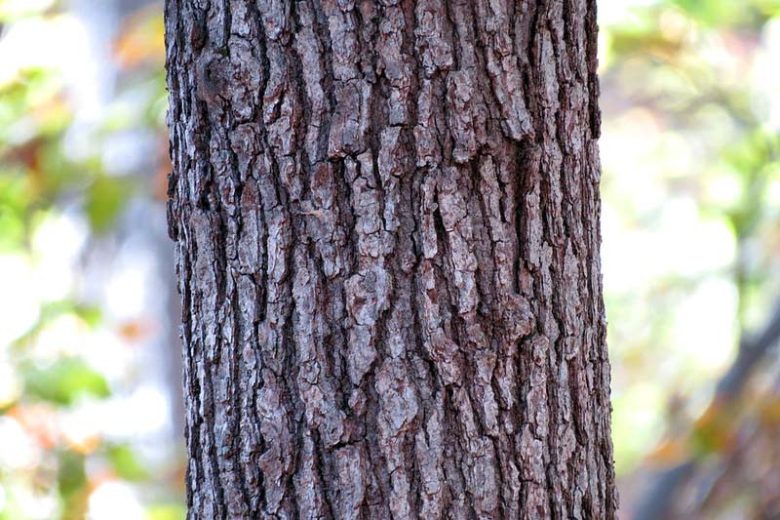 Quercus velutina, Black Oak, Quercitron Oak, Yellow Oak, Smoothbark Oak, Yellowbark Oak, Tree with fall color, Fall color, Attractive bark Tree