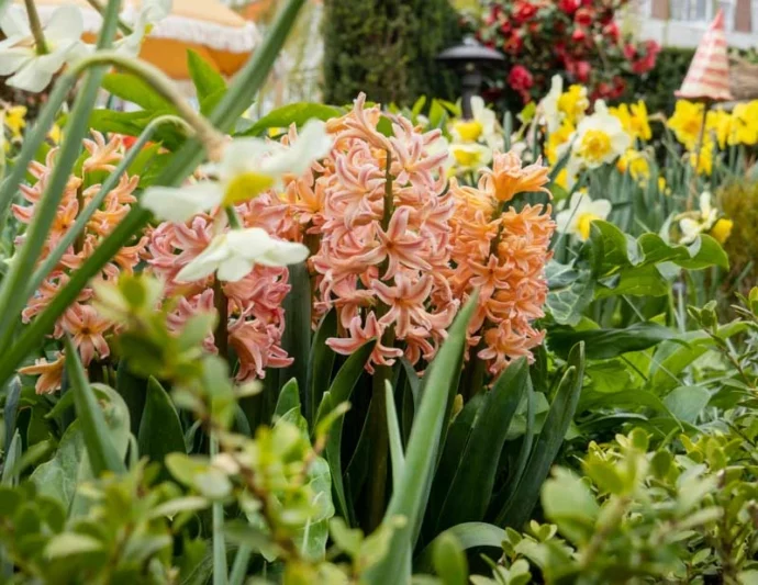 Hyacinth Gipsy Queen, Hyacinth 'Gipsy Queen', Dutch Hyacinth, Hyacinthus Orientalis, Common Hyacinth, Spring Bulbs, Spring Flowers, orange hyacinth, salmon hyacinth,apricot hyacinth