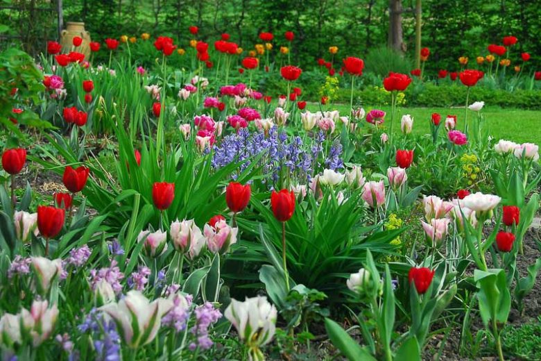 Tulip Red Emperor, Tulip Madame Lefeber,Tulipe Red Emperor, Tulipe Madame Lefeber, Fosteriana Tulip 'Red Emperor', Fosteriana Tulip 'Madame Lefeber', Fosteriana Tulips, Spring Bulbs, Spring Flowers, Tulipa Madame Lefeber, Tulipes Fosteriana