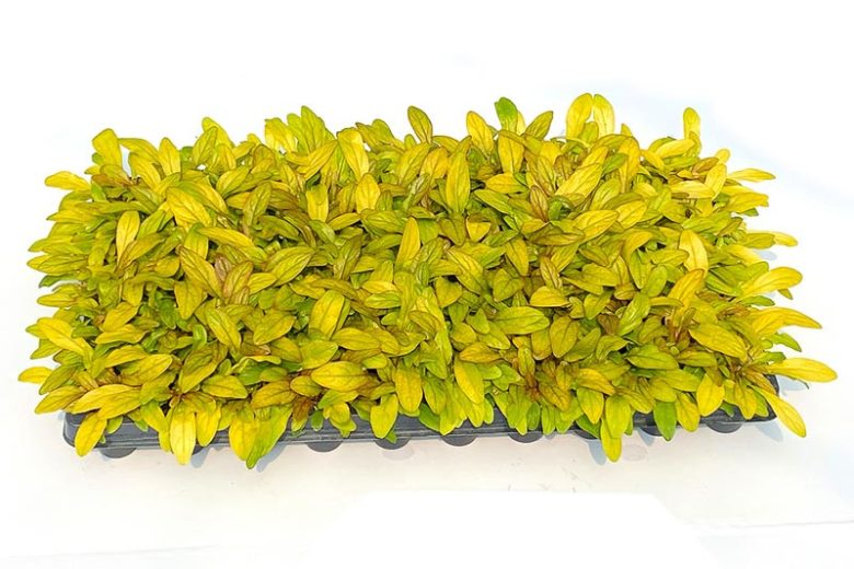 Ajuga Feathered Friends™ 'Petite Parakeet', Yellow Ajuga, Golden Ajuga, Yellow Carpet Bugle, Bugle Feathered Friends™ 'Petite Parakeet', Carpet Bugle Feathered Friends™ 'Petite Parakeet', Carpetweed Feathered Friends™ 'Petite Parakeet'