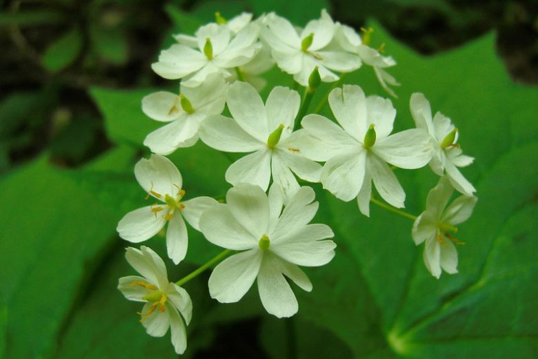 Diphylleia cymosa, American Umbrellaleaf, Umbrella Leaf,  white flowers, shade perennials