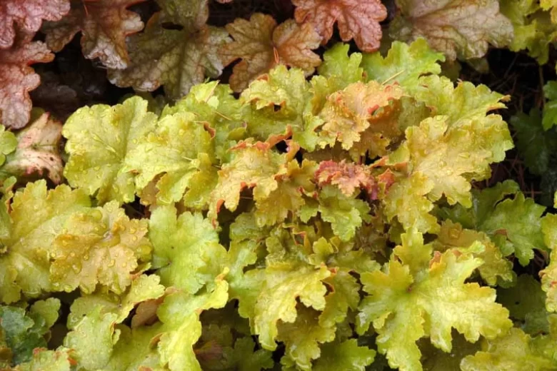 Heuchera 'Amber Waves', Alum Root 'Amber Waves', Coral Bells 'Amber Waves', Coral Flower 'Amber Waves'